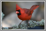 Northern Cardinal