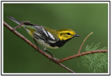 Black-throated Green Warbler