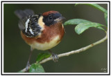 Bay-breasted Warbler