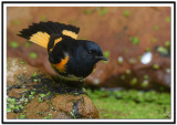 American Redstart