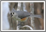 Tufted Titmouse