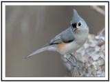 Tufted Titmouse