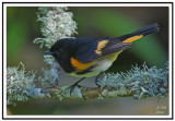 American Redstart