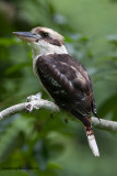 Laughing Kookaburra