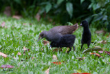 Pale-Vented Bushhen