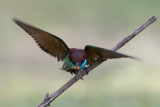 Blue Throated Bee Eater