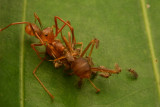 Ant-Mimicking Crab Spider