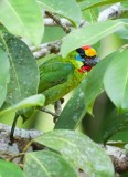 Red-throated Barbet