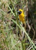 Asian Golden Weaver