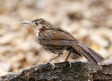 Large Scimitar Babbler