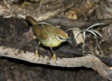 Striped Tit babbler