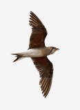 Oriental Pratincole