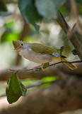 White-bellied Yuhina