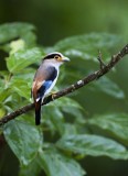 Silver-breasted Broadbill