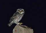 Spotted Owlet