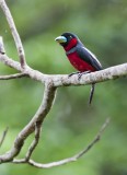 Black and Red Broadbill