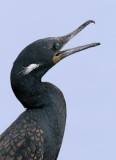 Indian Cormorant