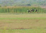 Cotton Pygmy Goose