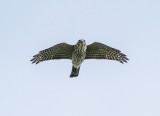 Japanese Sparrowhawk