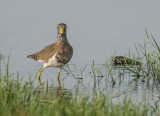 Grey-headed Lapwing