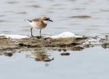 Lesser Sandplover