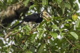 Oriental Pied Hornbill