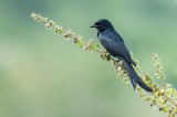 Black Drongo