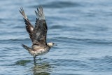 Arctic Skua