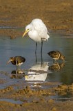 Intermediate Egret