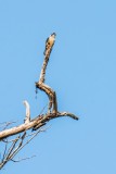 Black-thighed Falconet