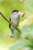 Silver-breasted Broadbill