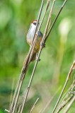 Chestnut-capped Babbler