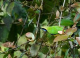 Orange-bellied Leafbird