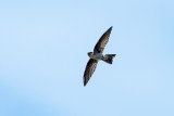 Germains Swiftlet