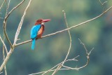 White-throated Kingfisher