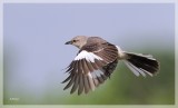 Northern Mockingbird