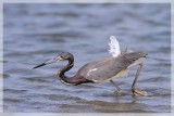 TRi-colored Heron