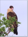 Crested Caracara