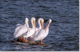 White Pelicans