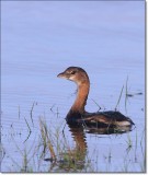 Pied-billed Grebe