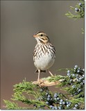 Savannah Sparrow 