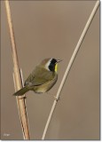 Common Yellowthroat