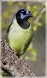 Green Jay 