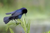 Boat-tailed Grackle