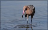 Reddish Egret 