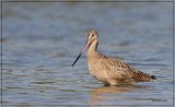 Marbeled Godwit