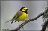 Hooded Warbler 