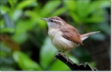 Carolina Wren