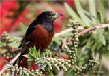 Orchard Oriole