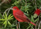 Summer Tanager